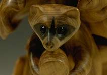 Racoon: White Cedar?